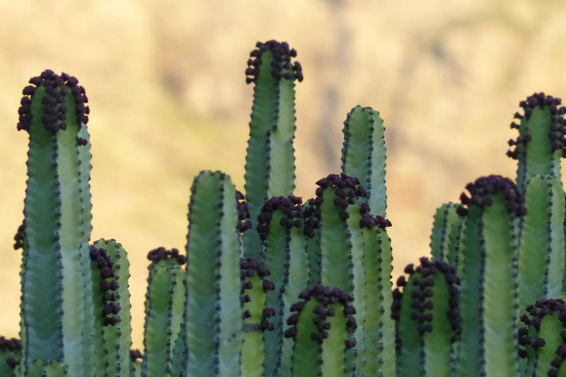 cactus-party